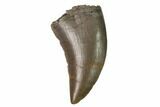 Serrated, Allosaurus Tooth - Colorado #169032-1